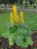 Ligularia sibirica. Цветущее растение. Тверская обл., г. Тверь, городской сад, клумба краснокнижных растений. 25 июля 2019 г.