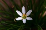 Zephyranthes candida