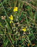 род Helianthemum