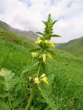 Phlomoides labiosa