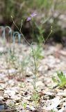 Delphinium divaricatum