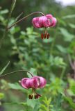 Lilium pilosiusculum