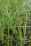 Carex rostrata