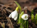 Galanthus plicatus