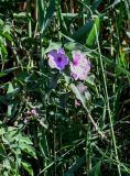 Ipomoea carnea