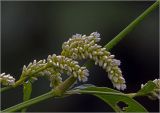 Persicaria lapathifolia