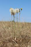 Hypochaeris radicata