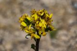 Ligularia thomsonii