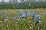 Myosotis imitata