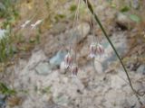 Allium margaritae