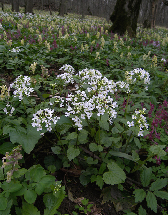 Изображение особи Pachyphragma macrophyllum.