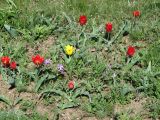 Tulipa suaveolens