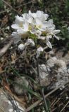 Noccaea praecox. Соцветие. Крым, Байдарская яйла, южный склон. 26 апреля 2012 г.