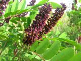 Amorpha fruticosa. Верхушка побега с соцветиями. Ростовская обл., г. Новочеркасск, возле пересыхающего ручья. 30.05.2010.