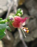 Scrophularia rupestris. Цветок. Крым, Карадагский заповедник, Береговой хребет, каменистый склон. 6 мая 2013 г.