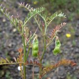 Vicia ervilia