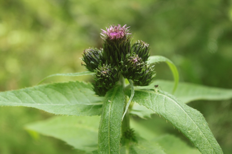 Изображение особи Cirsium helenioides.