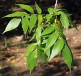 Fraxinus pennsylvanica. Ветка с плодами. Ростовская обл., Неклиновский р-н, Троицкое с/п, дол. р. Миус. 18.09.2013.