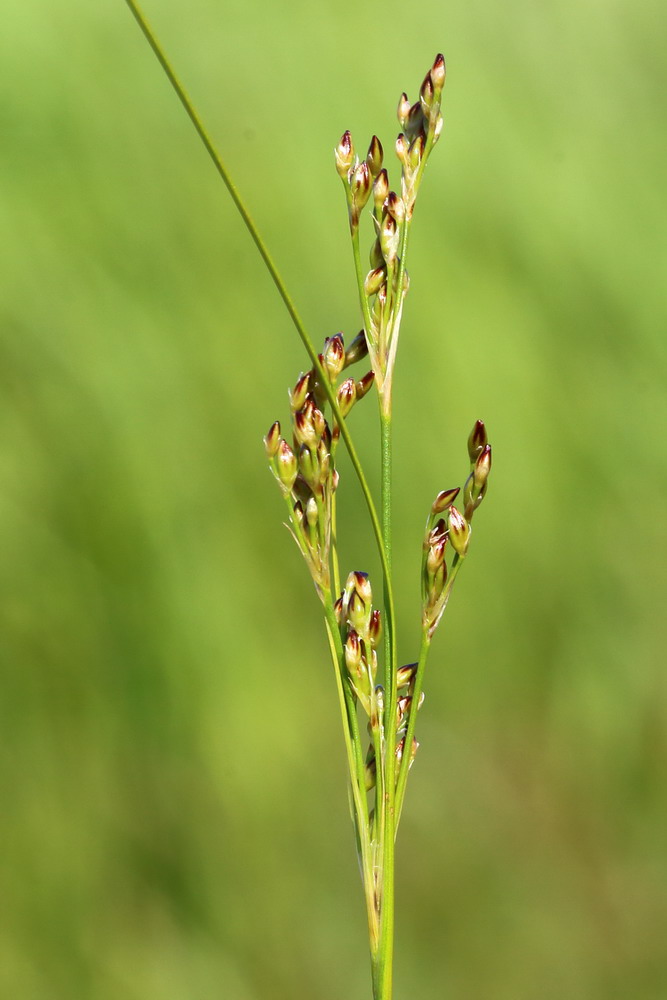 Image of Juncus gerardi specimen.