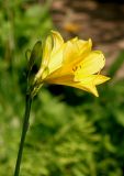 Hemerocallis minor