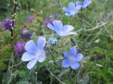 Linum altaicum