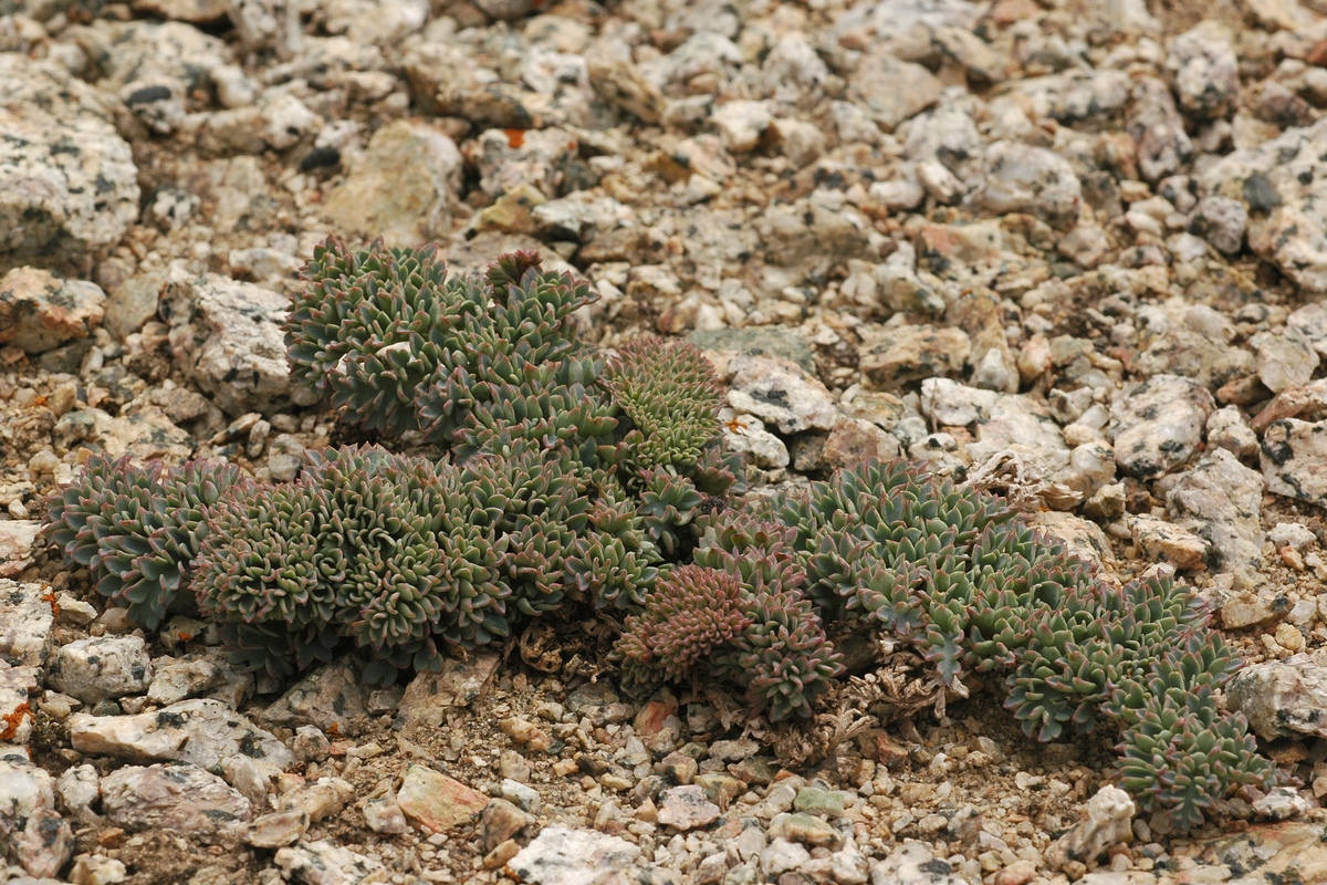 Изображение особи Cysticorydalis fedtschenkoana.