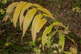 Gentiana asclepiadea. Верхушка плодоносящего растения с листьями в осенней окраске. Черногория, нац. парк Дурмитор, западная часть тропы вокруг Чёрного озера, темнохвойный лес. 15.10.2014.