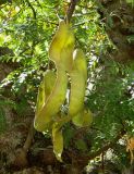 Gleditsia triacanthos. Побег с незрелыми плодами. Испания, Андалусия, провинция Малага, г. Ронда, горный склон. Август 2015 г.