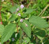 Galeopsis bifida. Верхушка цветущего растения. Иркутская обл., Иркутский р-н, окр. пос. Большая Речка, берег р. Ангара. 28.07.2014.