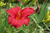 Hemerocallis × hybrida. Цветок. Крым, Симферополь, ботанический сад университета. 03.07.2015.