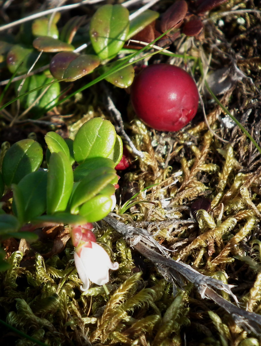 Изображение особи Vaccinium vitis-idaea var. minus.