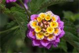 Lantana camara. Соцветие и лист. Греция, о. Крит, Ретимно (Ρέθυμνο), городское озеленение. 07.05.2014.