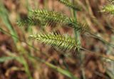 Agropyron pectinatum