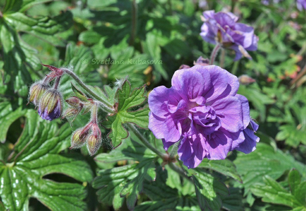 Изображение особи Geranium himalayense.