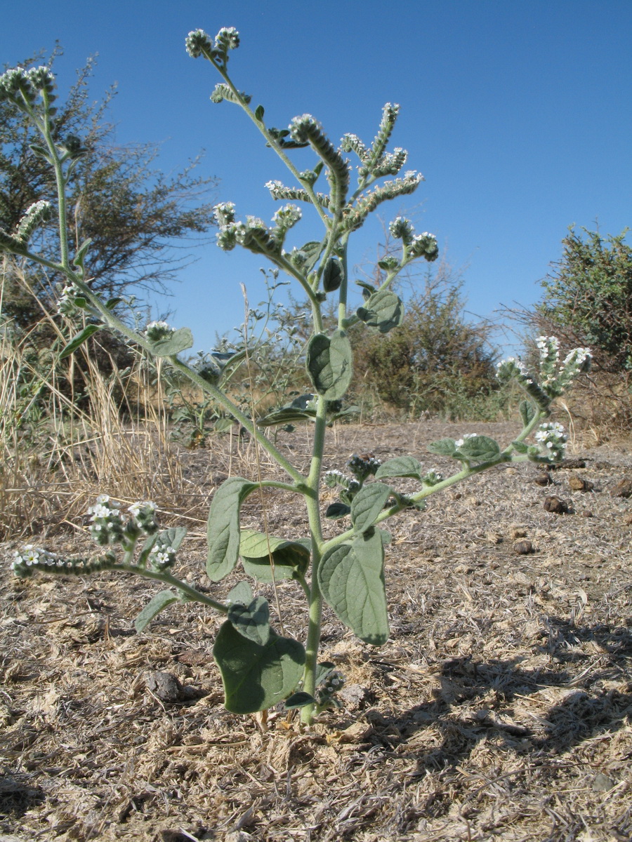 Изображение особи Heliotropium ellipticum.