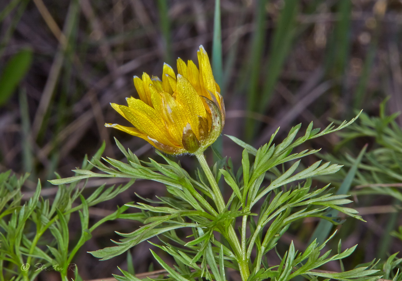 Image of Adonis volgensis specimen.