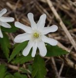 Anemone altaica. Цветок. Восточный Казахстан, Глубоковский р-н, окр. с. Тарханка, восточный склон сопки. 25.04.2017.