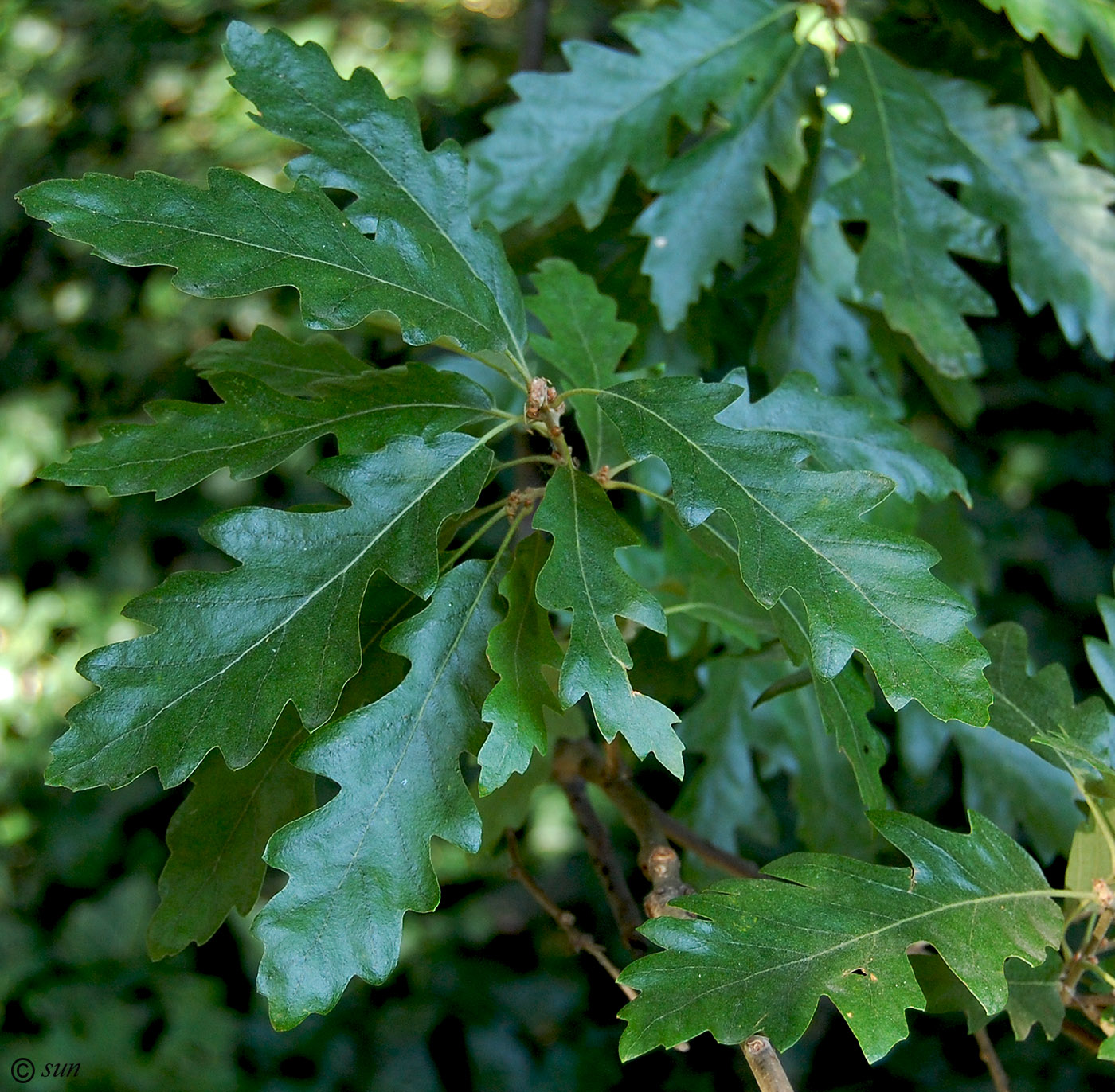 Изображение особи Quercus cerris.