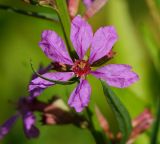 Lythrum virgatum