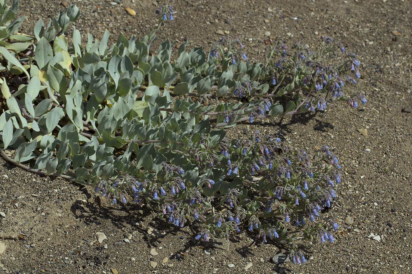 Изображение особи Mertensia maritima.