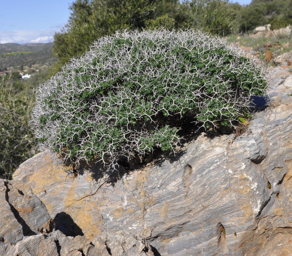 Изображение особи Euphorbia acanthothamnos.