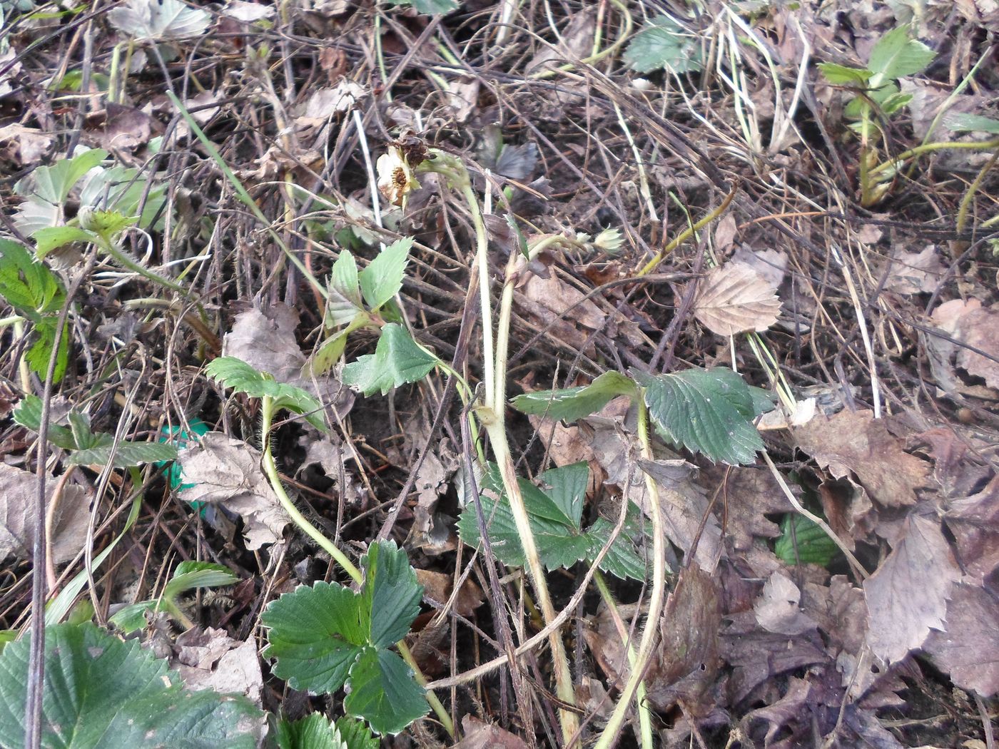 Image of Fragaria &times; ananassa specimen.