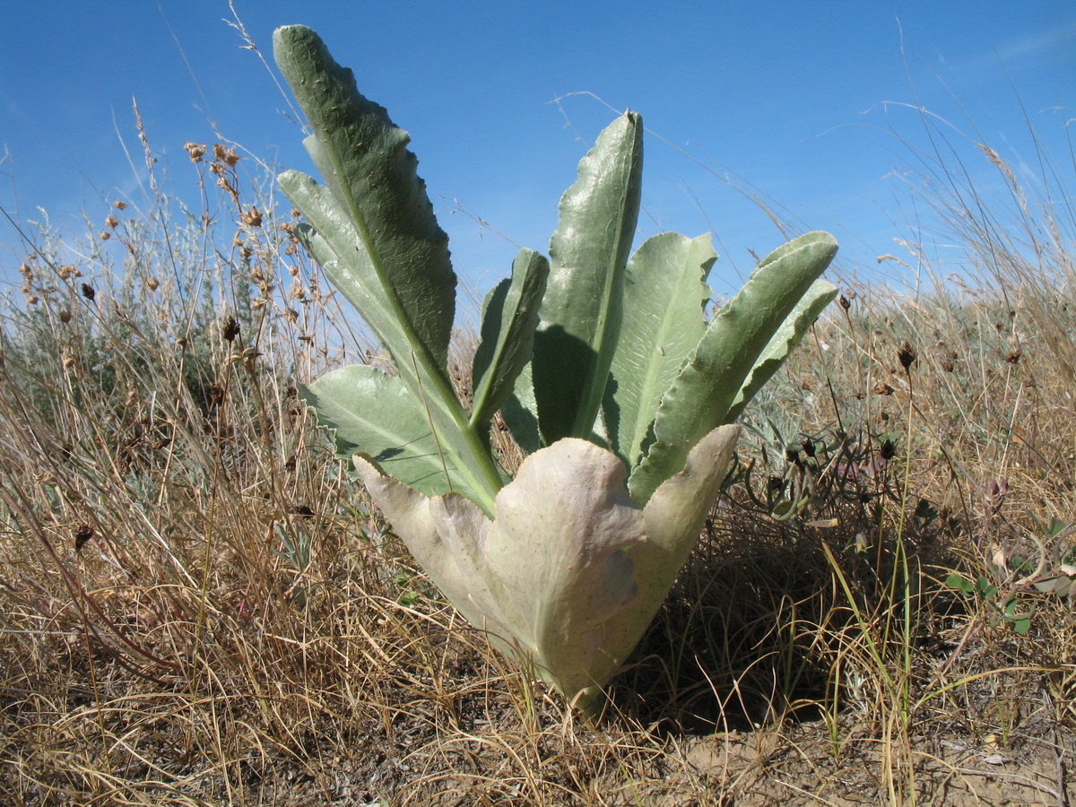 Изображение особи Ferula schtschurowskiana.