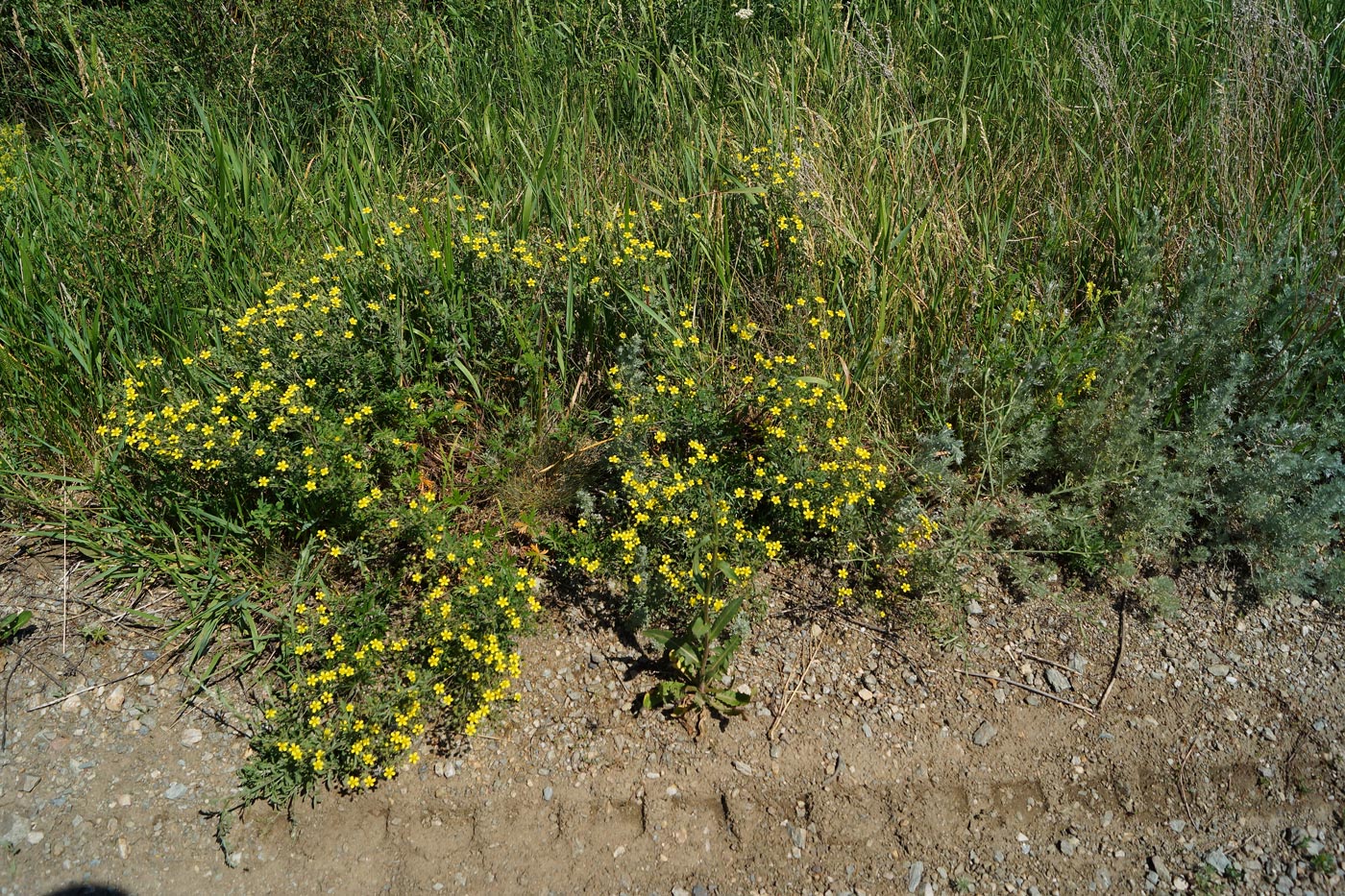 Изображение особи Potentilla canescens.