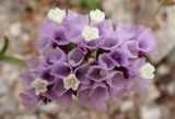 Limonium sinuatum