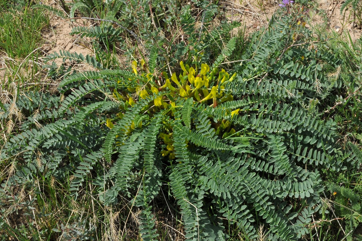 Изображение особи Astragalus macronyx.