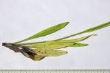 Pilosella × auriculoides