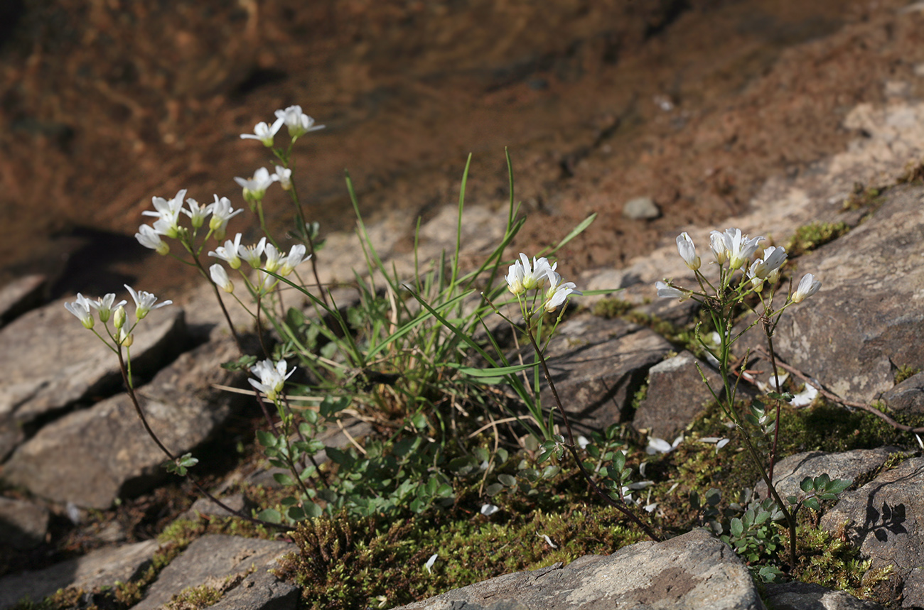 Изображение особи Cardamine prorepens.