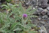 genus Cirsium. Цветущее растение. Грузия, Душетский муниципалитет, морена на берегу озера Абуделаури. 02.08.2018.