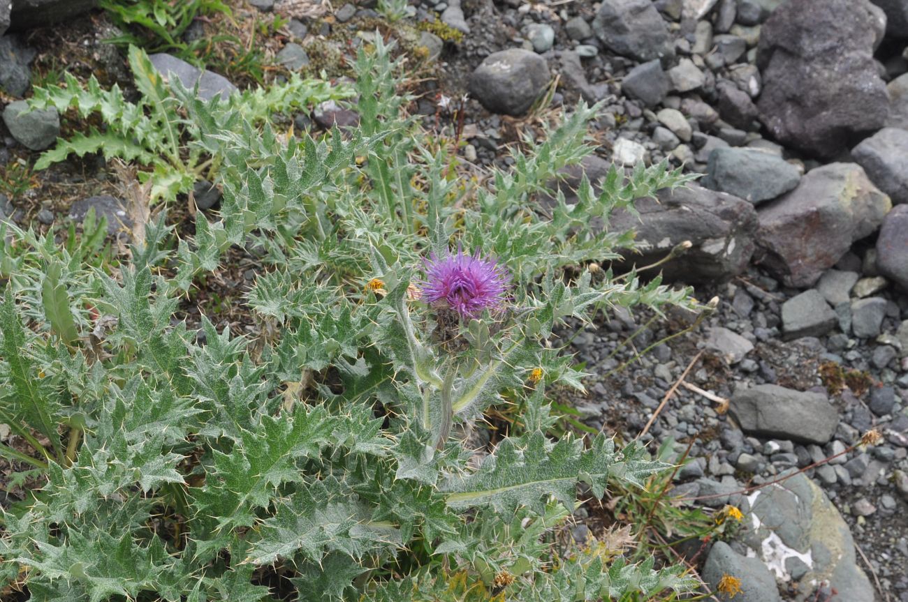 Изображение особи род Cirsium.